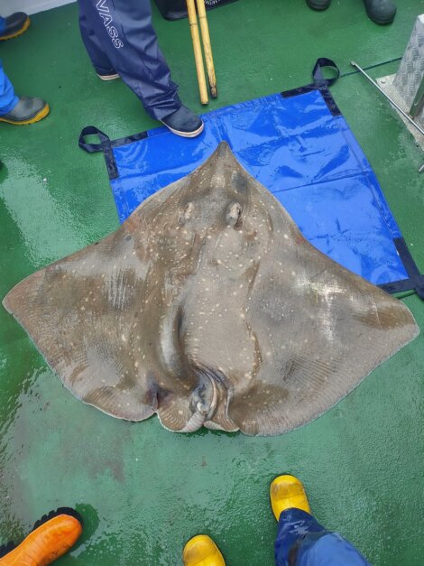 A large stingray is laying on a blue tarp on a wet green deck surrounded by people wearing rain gear and boots.