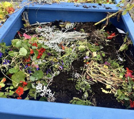 A blue planter box filled with various wilted plants, flowers, and soil.