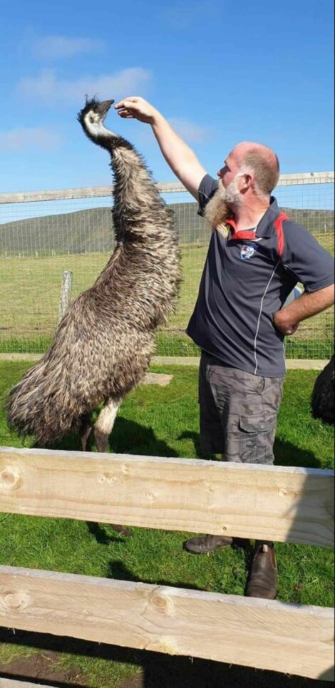 A man wearing a dark polo shirt and cargo shorts feeds an emu over a wooden fence in an outdoor enclosure under a clear blue sky.