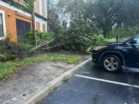 A fallen tree lies across a parking lot next to a black car, with nearby greenery and a building partially visible.