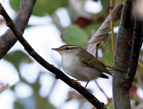 A small bird with yellow and green plumage perches on a branch surrounded by leaves.