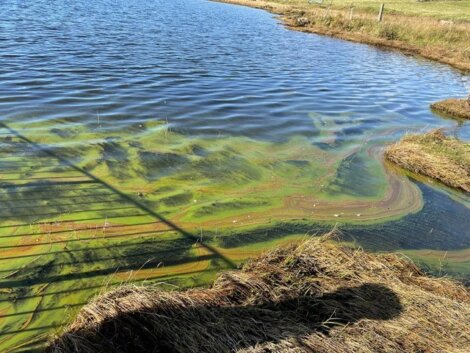 A body of water with green algae blooms near the shore. A shadow falls over the scene, and grass is visible around the water's edge.