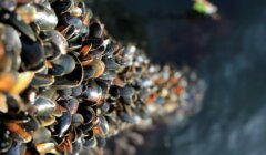 A cluster of mussels clings to a pier pile above water, with their shiny shells reflecting sunlight.