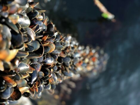 A cluster of mussels clings to a pier pile above water, with their shiny shells reflecting sunlight.