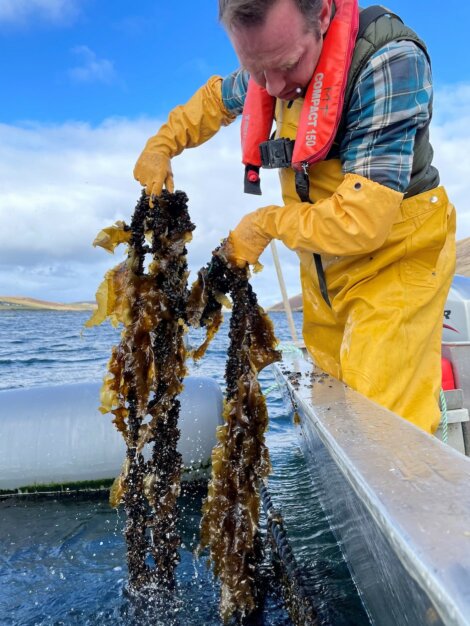 A person in a life jacket and yellow overalls pulls seaweed from the water while on a boat.