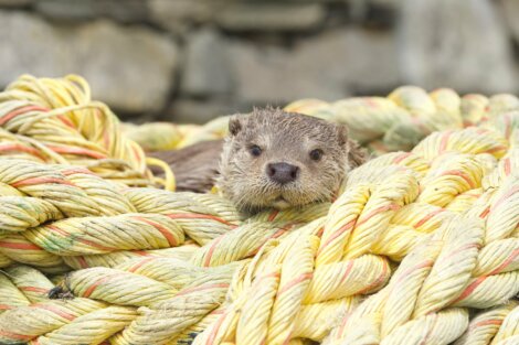 Otter peeking out from a pile of yellow and orange ropes.