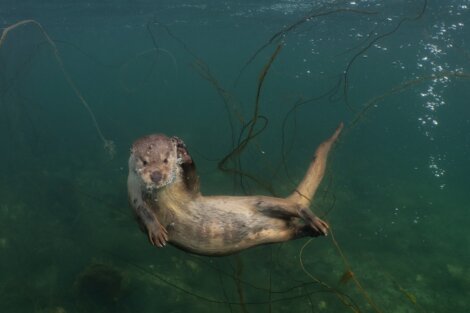 An otter swims underwater among seaweed, looking towards the camera.