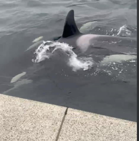 An orca swims near a concrete edge in the water.