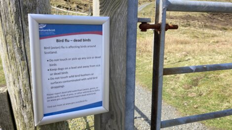 Sign on a wooden gate warns about bird flu affecting birds in Scotland, advising not to touch sick or dead birds and to keep dogs on leads.