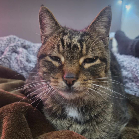 A tabby cat with a calm expression lies on a brown blanket.