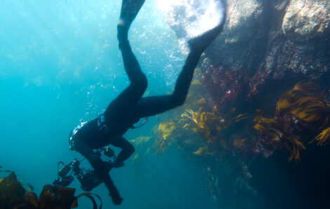 Scuba diver in black wetsuit photographing marine life near a rocky underwater ledge with seaweed.