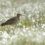 A curlew with a long, curved beak stands in a field of white wildflowers and grasses.