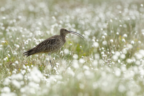 A curlew with a long, curved beak stands in a field of white wildflowers and grasses.