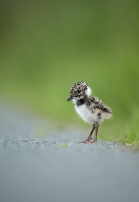 A small, fluffy bird with brown and white feathers stands alone on a gray path, surrounded by blurred green foliage.