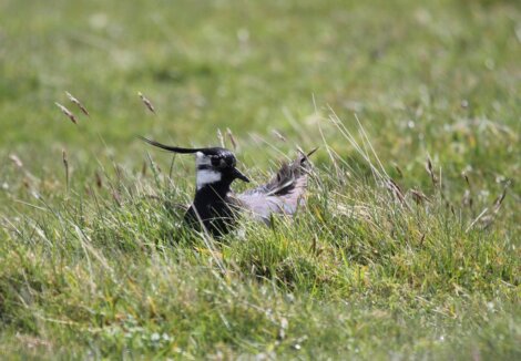 Northern lapwing sitting in green grass with tall blades and small wildflowers, showing its black and white plumage and distinctive head crest.