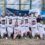 A men's sports team in white uniforms poses for a group photo outdoors in front of banners and a Scottish flag.