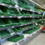Nearly empty green baskets line a grocery store refrigerated produce shelf, with only a few items left and most sections out of stock.