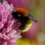 A close-up of a bumblebee collecting nectar from a cluster of pink flowers, with a blurred natural background.