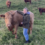 A person standing in a grassy field, smiling and petting a large brown cow, with other cows grazing in the background.
