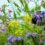 A black and orange bumblebee collects nectar from a purple wildflower in a field with various yellow and purple flowers.