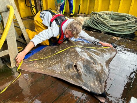 A person measures a large spotted ray with a yellow tape measure on a wet wooden deck, surrounded by ropes and equipment.