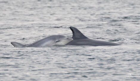A baby dolphin swims close to an adult dolphin at the ocean’s surface.