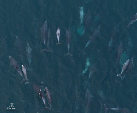 Aerial view of a group of dolphins swimming in clear, deep blue water.