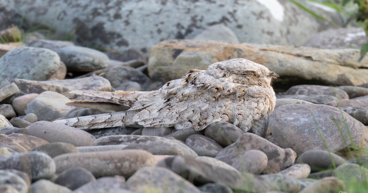 Scotland-first sighting of rare bird in Virkie