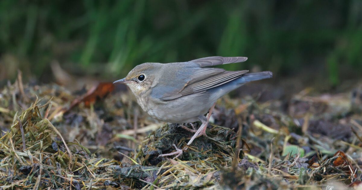 ‘Holy grail moment’ as rare Siberian blue robin touches down in ...